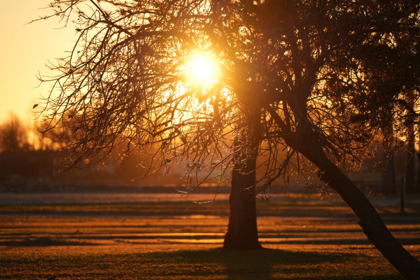 Serene sunset casting warm glow through bare tree branches in autumn field.