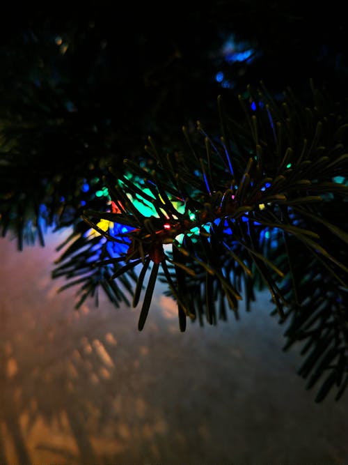 Free stock photo of christmas, green, lights Stock Photo