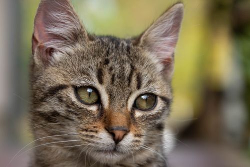 Free An intimate close-up of a tabby cat's face, highlighting its eyes and whiskers, in a serene outdoor setting. Stock Photo