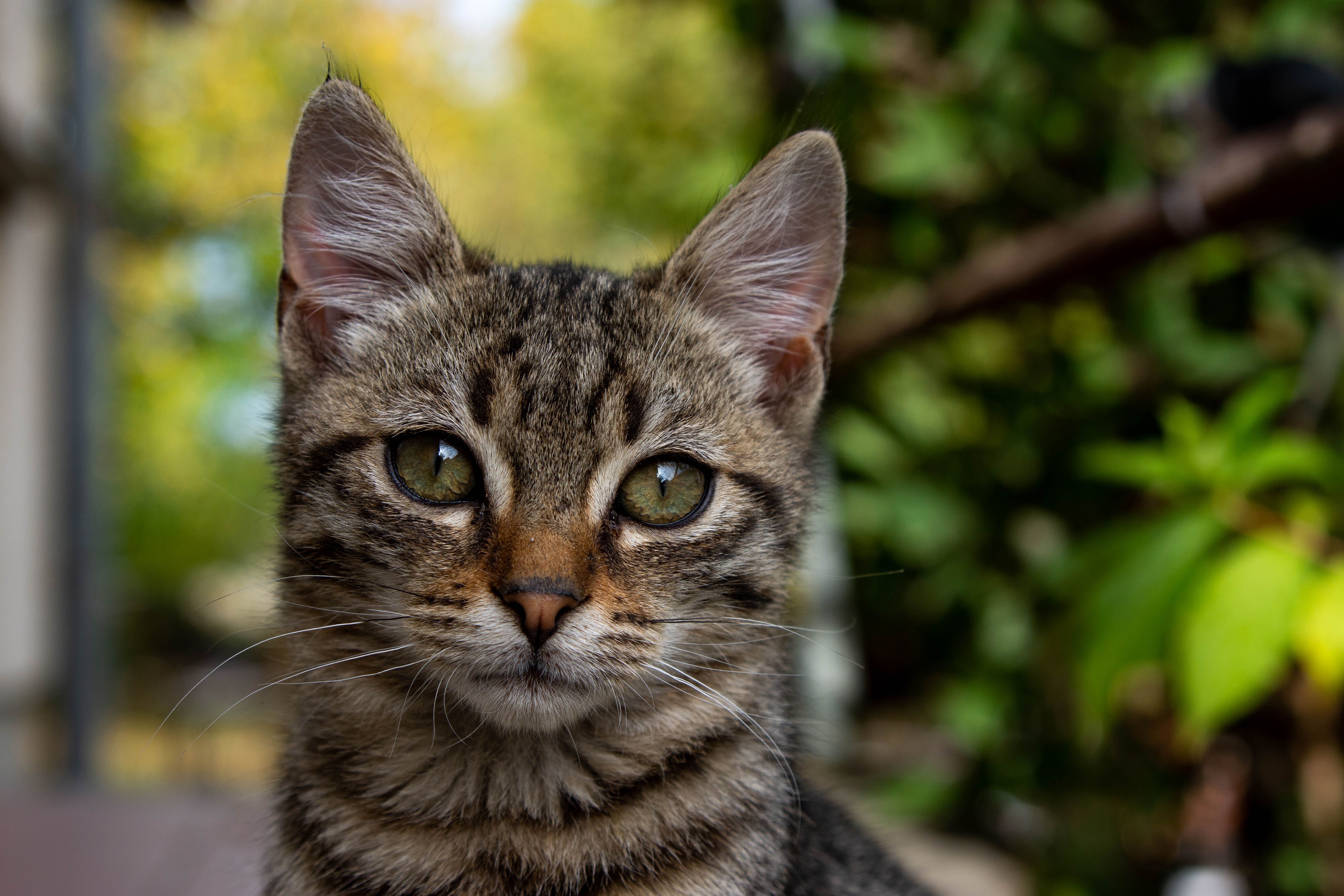 Close-up Portrait of a Tabby Cat Outdoors · Free Stock Photo