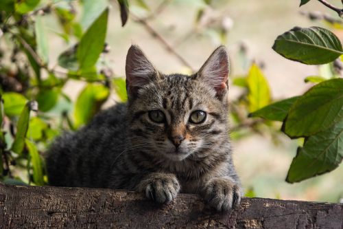 Free Cute tabby kitten with vivid green eyes resting outdoors among lush greenery. Stock Photo