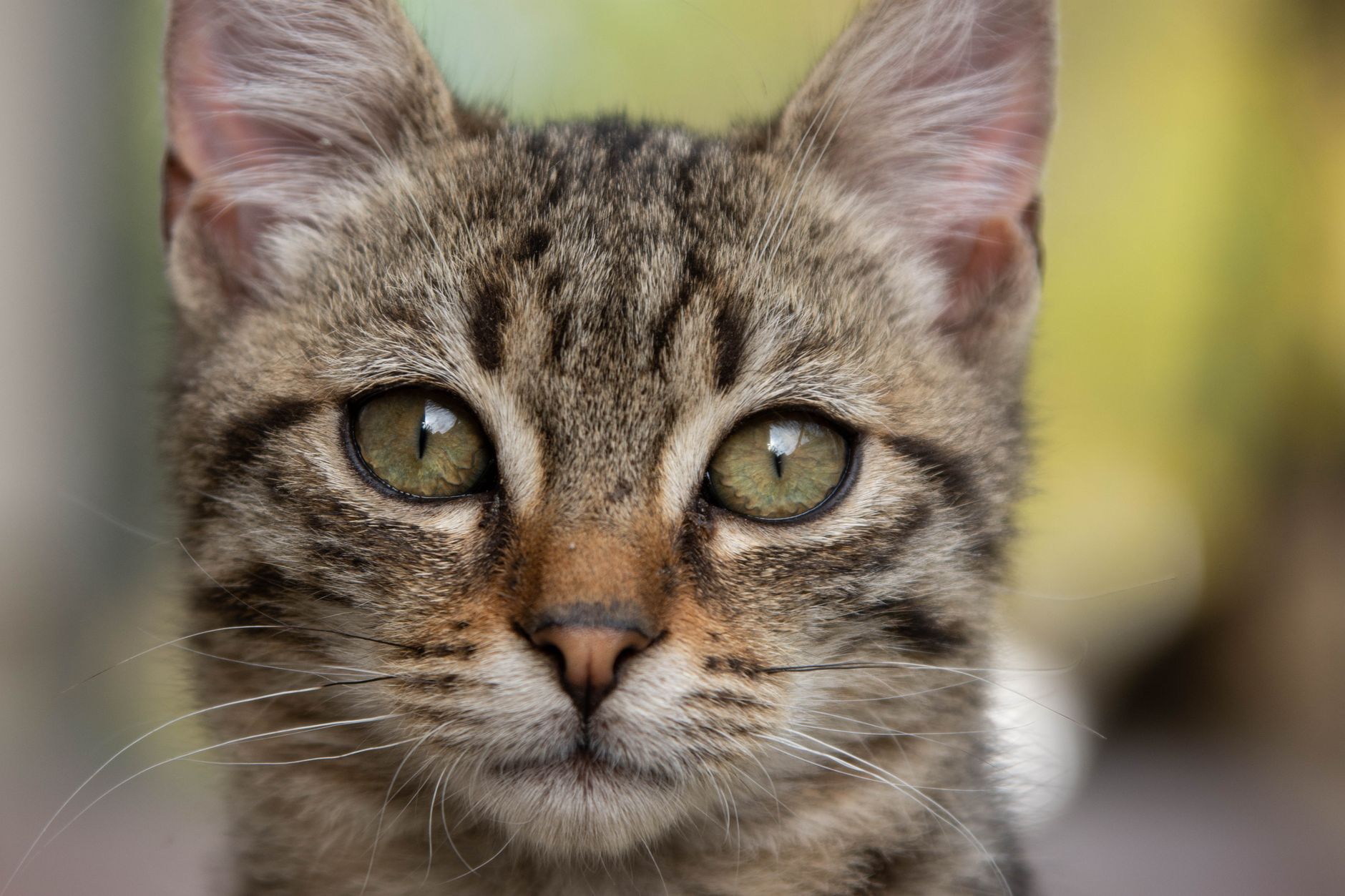 Veterinarian examining a cat during a checkup