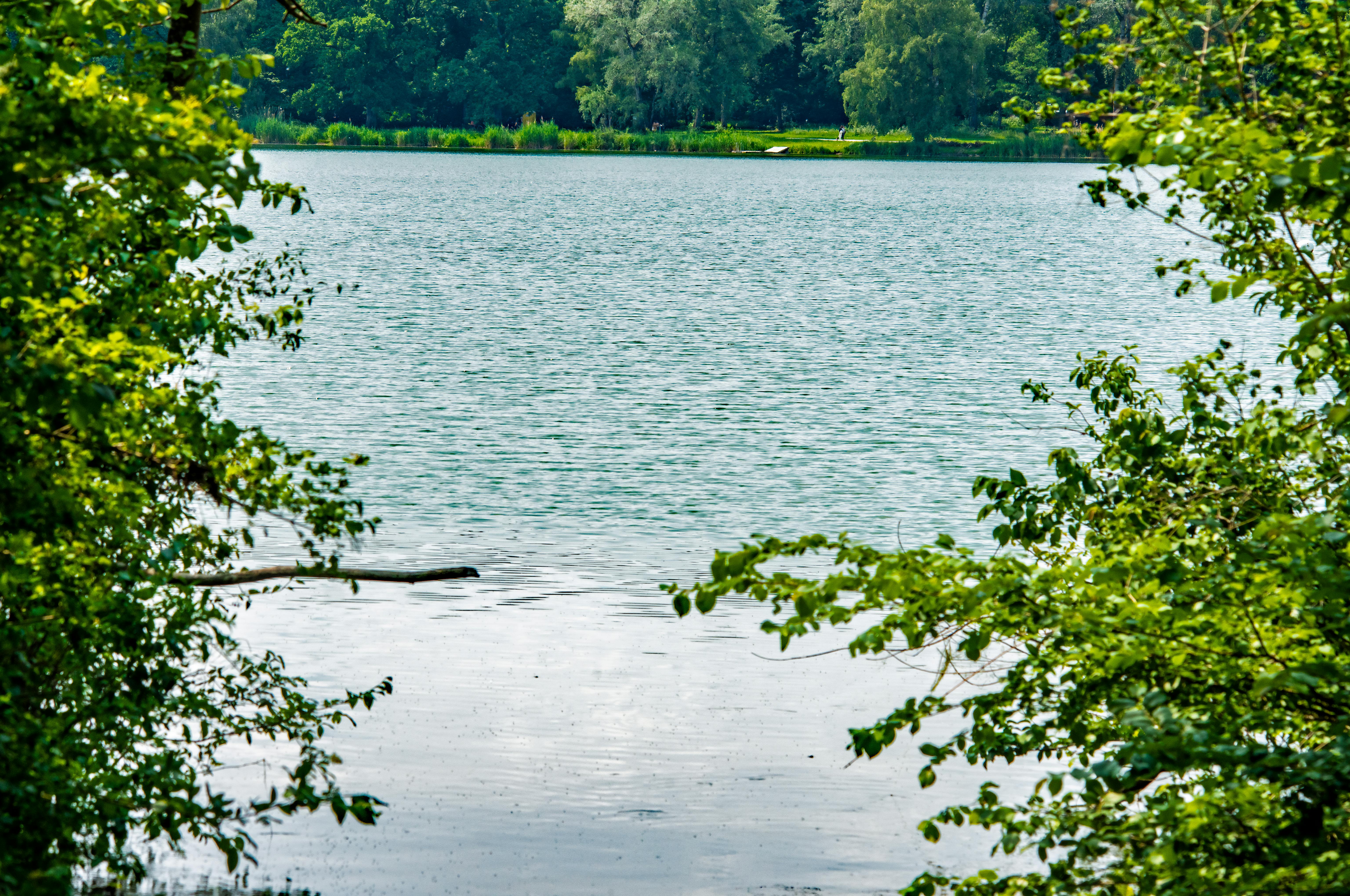 Fisiología Vegetal: Estrés Hídrico Estival, Riego y Suelo