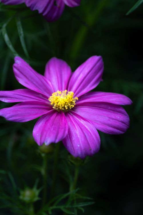 Free Close-up of vibrant pink cosmos flower with yellow center, showcasing natural beauty. Stock Photo