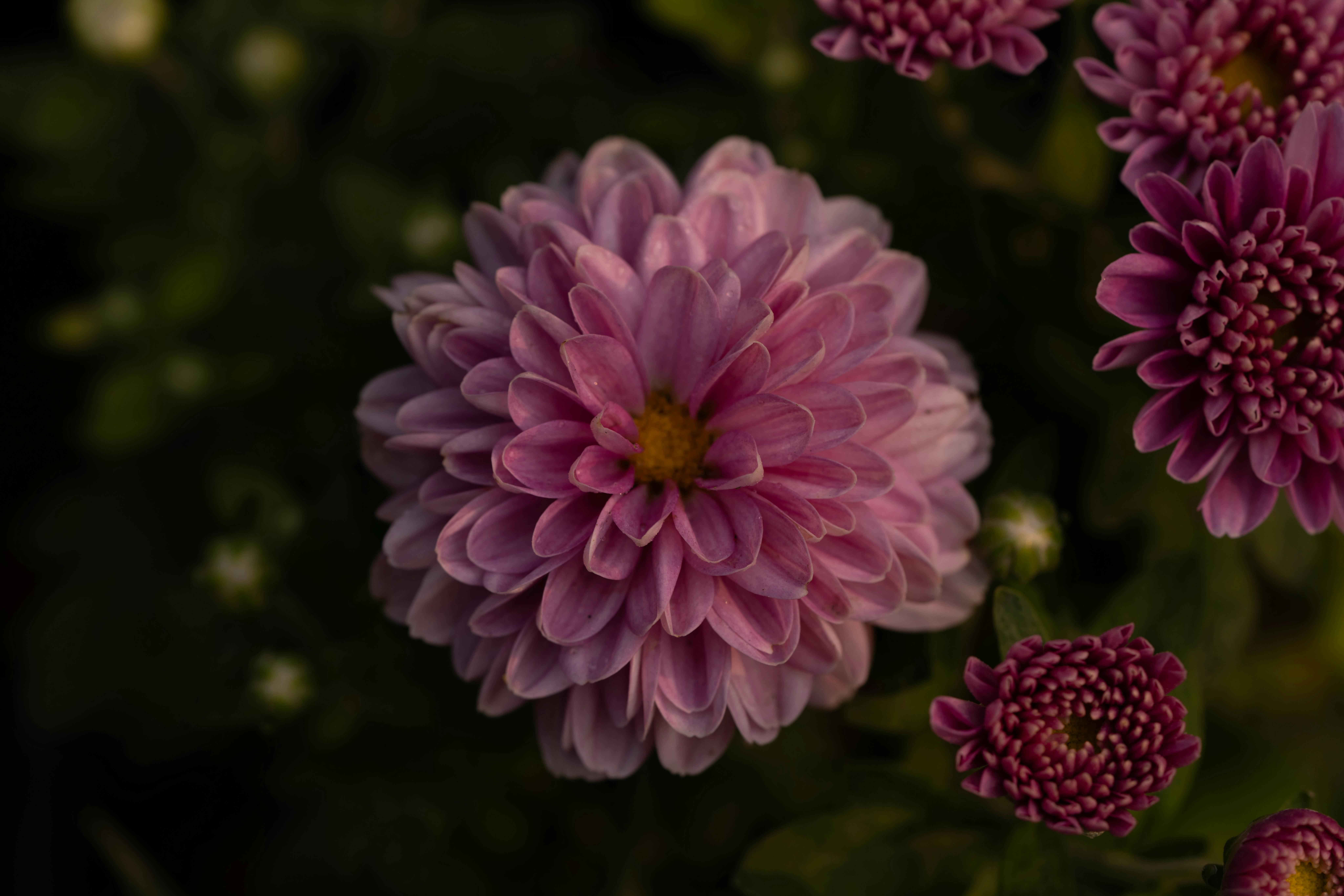 富岡鐵道藝術生活節 張善政讚鐵道與花海雙重魅力