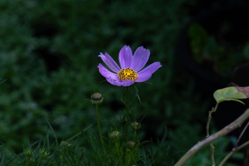 Free A single vibrant purple cosmos flower in full bloom against a dark garden background. Stock Photo