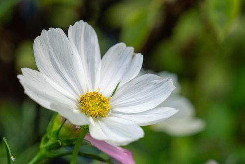 Free A detailed close-up of a white garden cosmos flower with a vibrant yellow center, set against blurred greenery. Stock Photo