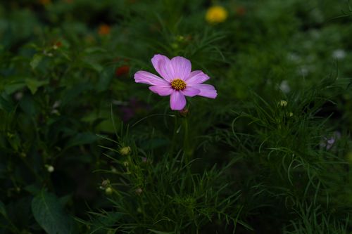 Free Close-up of a pink cosmos flower blooming in lush green garden foliage. Stock Photo
