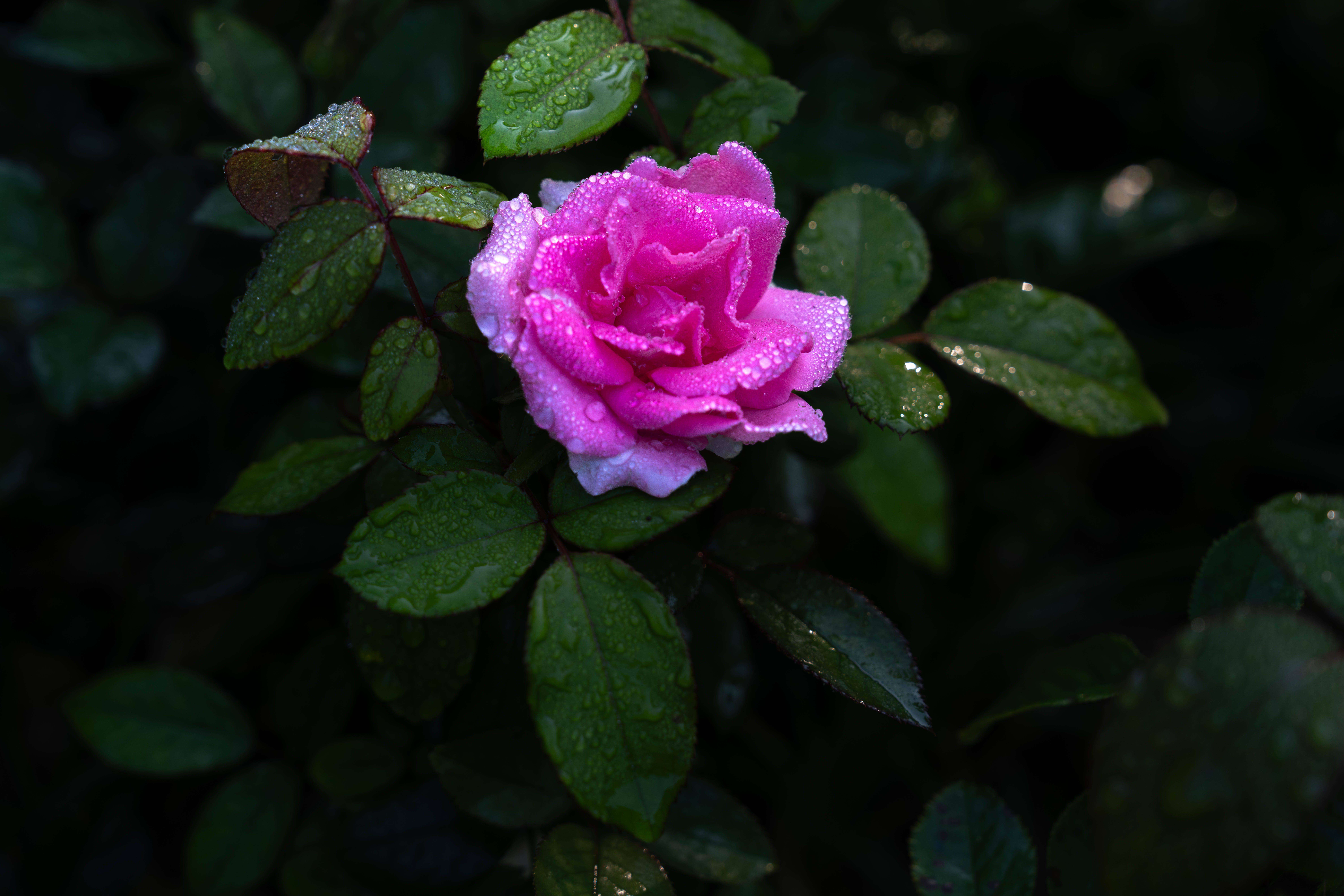 Close-up of Dew-Kissed Pink Rose in Garden · Free Stock Photo