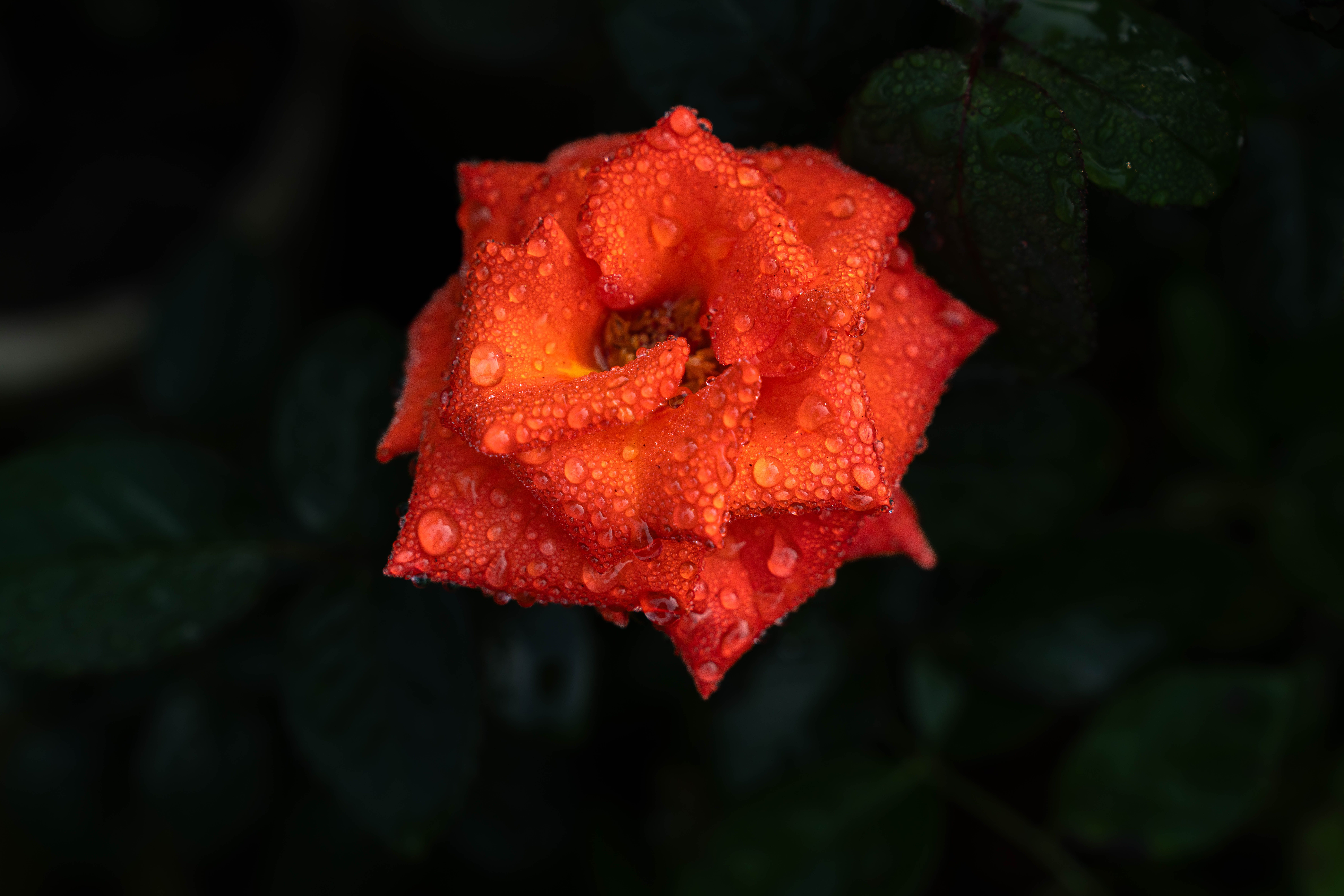 Close-up of Dew-Kissed Red Rose in Garden · Free Stock Photo