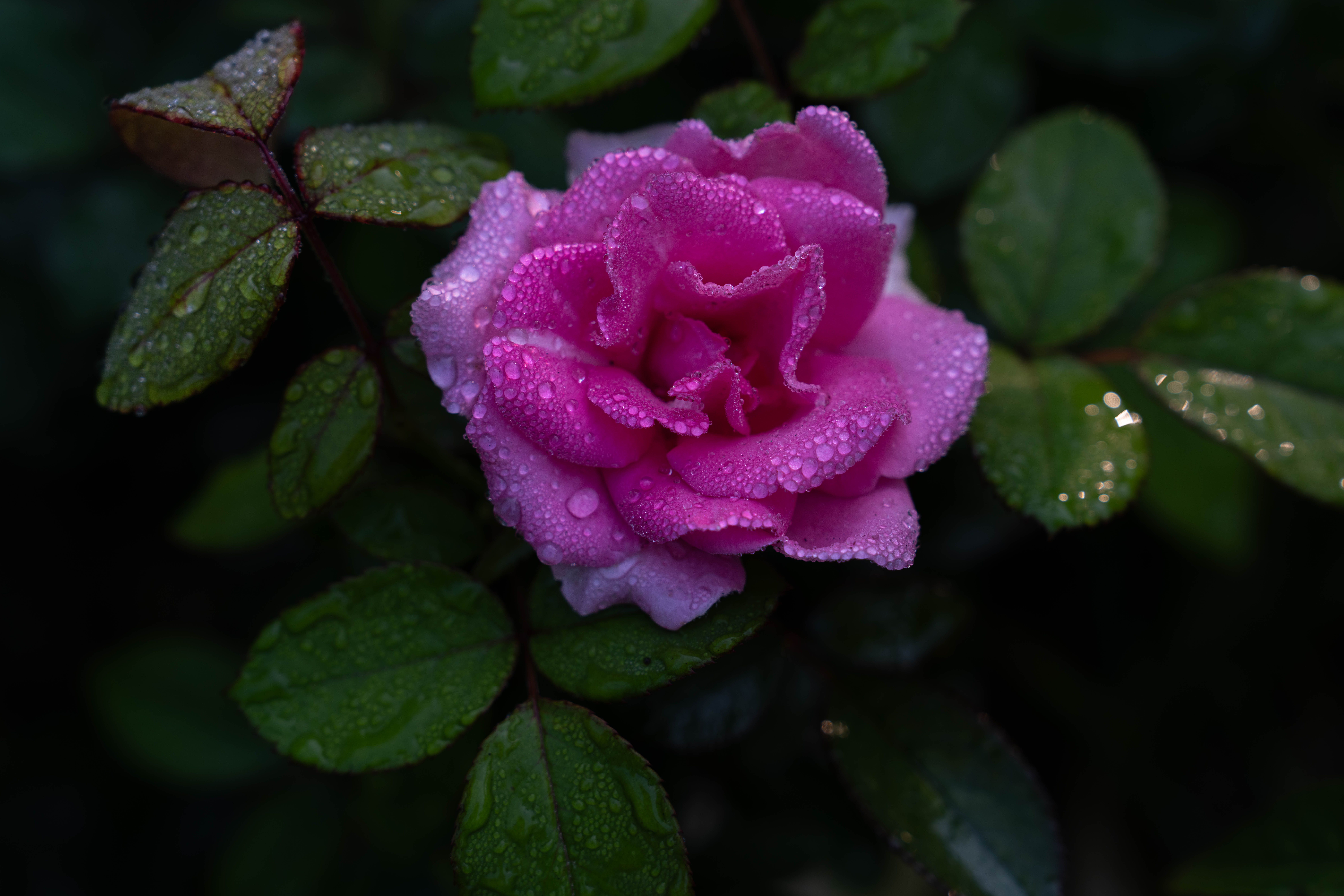 Vibrant Pink Rose Covered in Morning Dew · Free Stock Photo