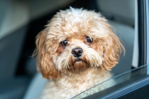 A cute toy poodle with curly fur gazes out of a car window, creating a heartwarming scene.