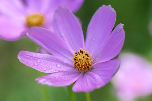Free Vivid close-up of a purple cosmos flower with fresh dew drops on its petals, creating a refreshing spring ambiance. Stock Photo