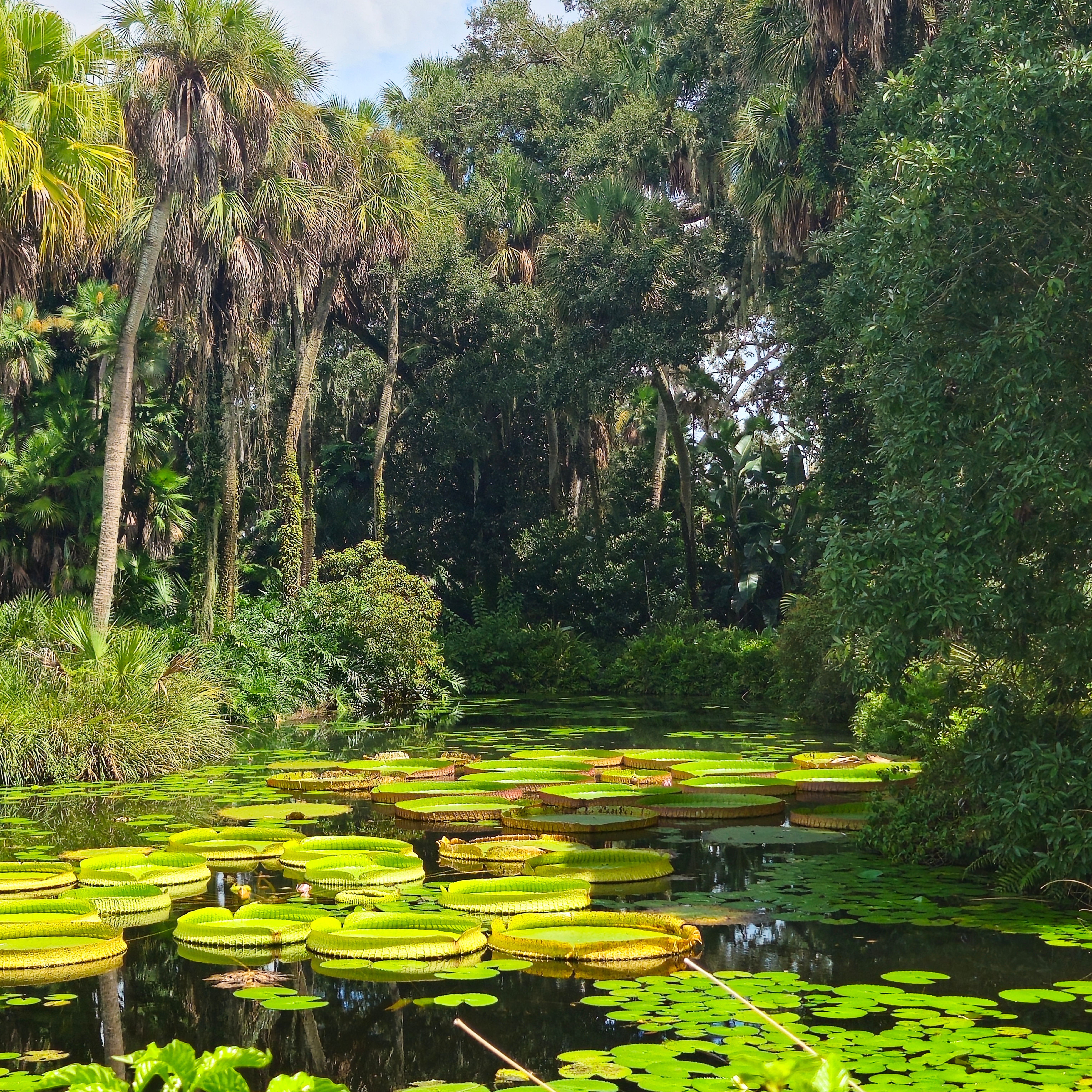 Lily pond under palms in a botanic garden, by Rhonda Temple Evans on Pexels