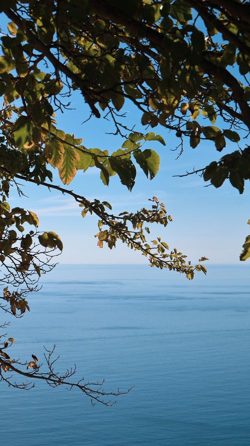 Free Peaceful seascape with clear blue sky and ocean, framed by lush green tree branches. Stock Photo