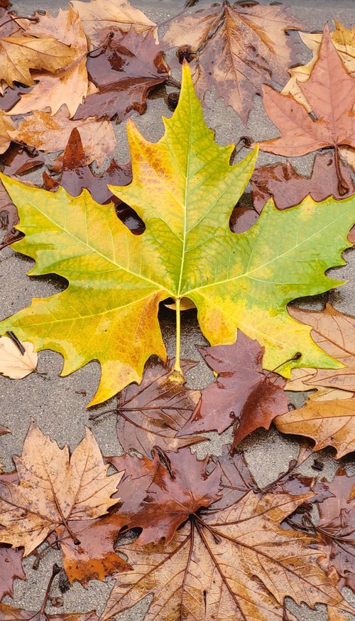 Free Close-up of vibrant autumn leaves on wet pavement, highlighting rich fall colors. Stock Photo