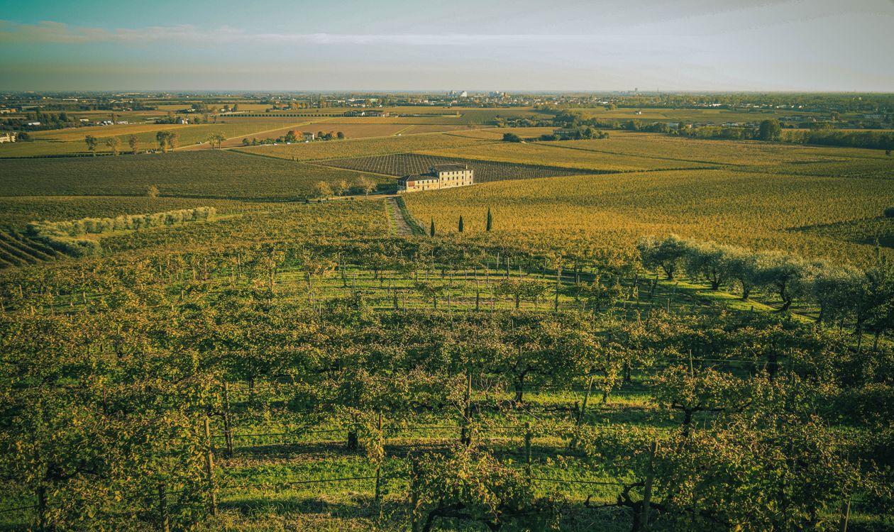 Harvest Season: A Local's Guide to Ibiza Wine and the Island's Working Vineyards (2026)