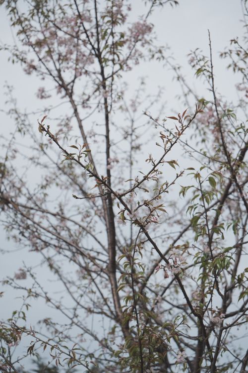 Free Delicate cherry blossoms blooming on branches during spring, showcasing nature's beauty. Stock Photo