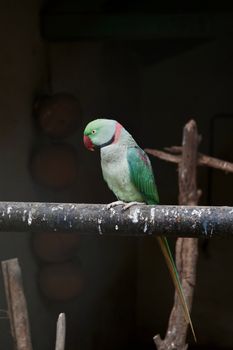 parrot photo