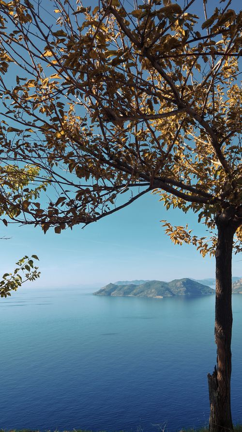 Free Peaceful ocean scene with an autumn tree and distant islands. Stock Photo