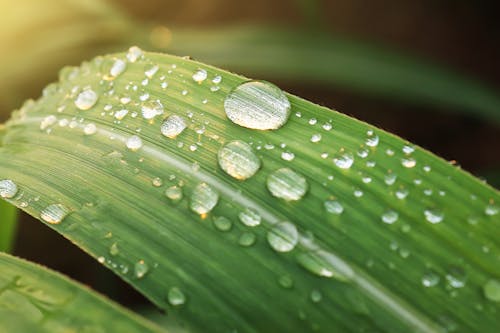 Free Water Droplets on Green Leaf Stock Photo