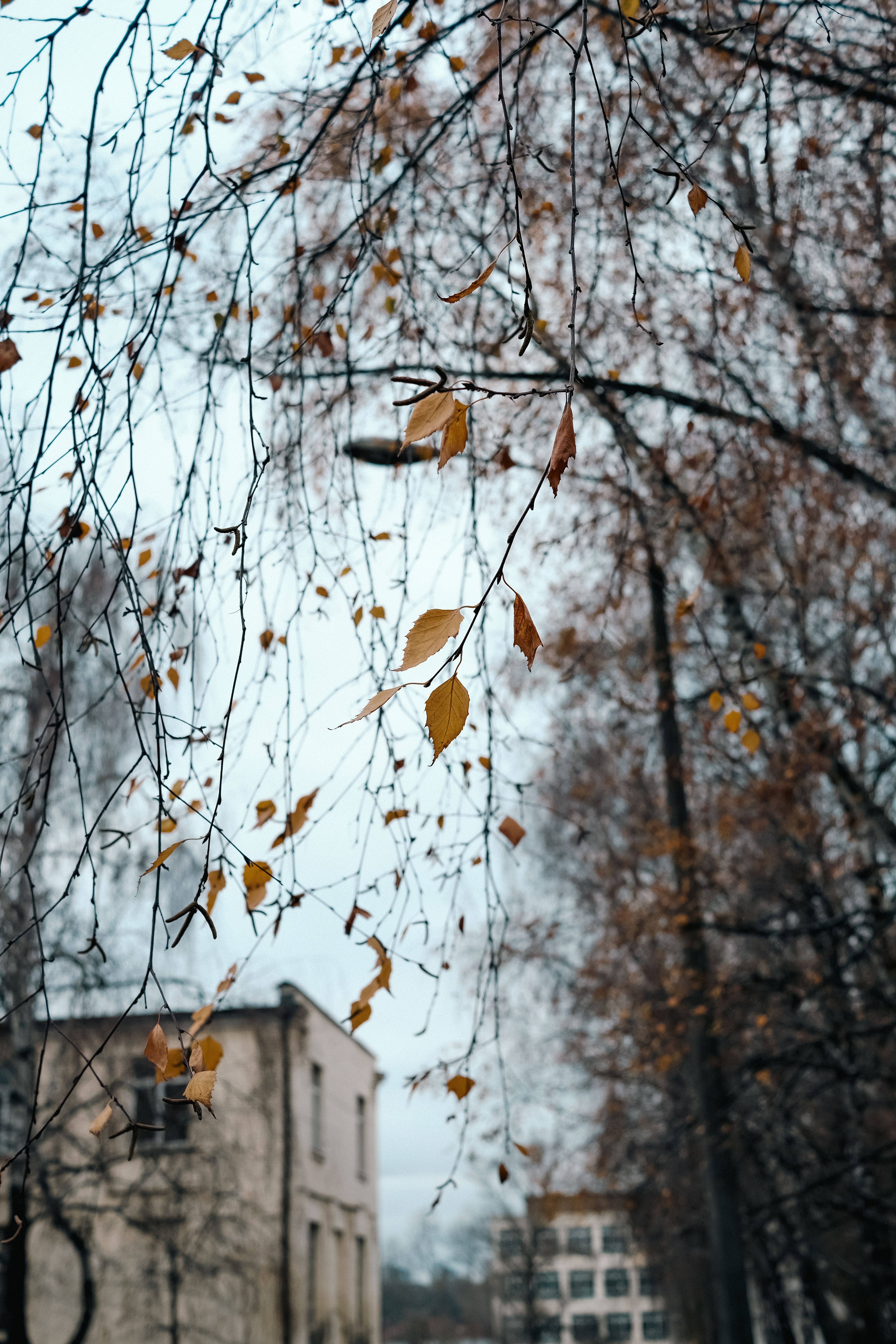 Autumn Leaves and Urban Landscape in Kyiv · Free Stock Photo