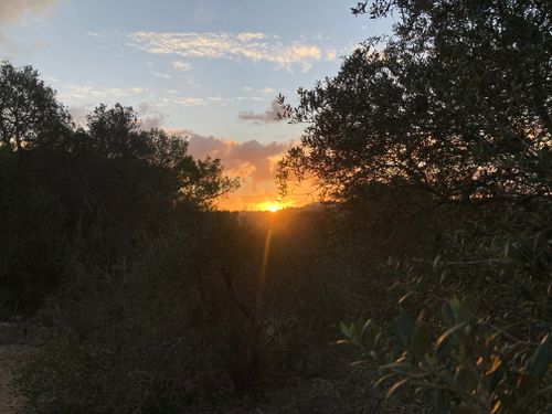 Free stock photo of nature, park, sunrise Stock Photo