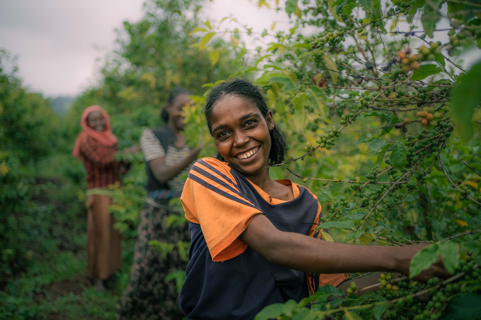 Malagasy seasonal workers team leader supervision