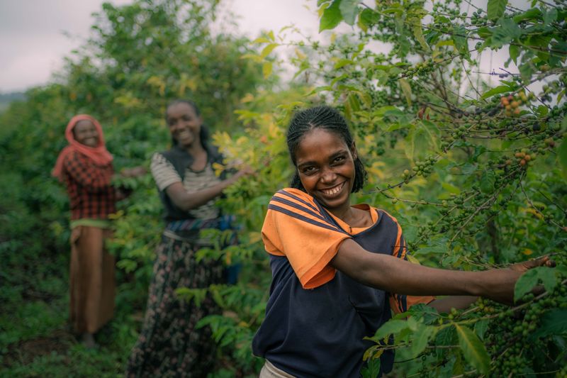 Farmers picking Arabica coffee cherries in a lush landscape