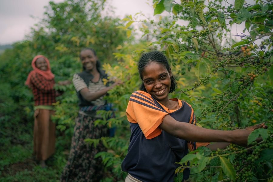 Cueillette du café en Afrique
