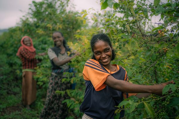 West Nile coffee growing region in northwestern Uganda with rolling highlands
