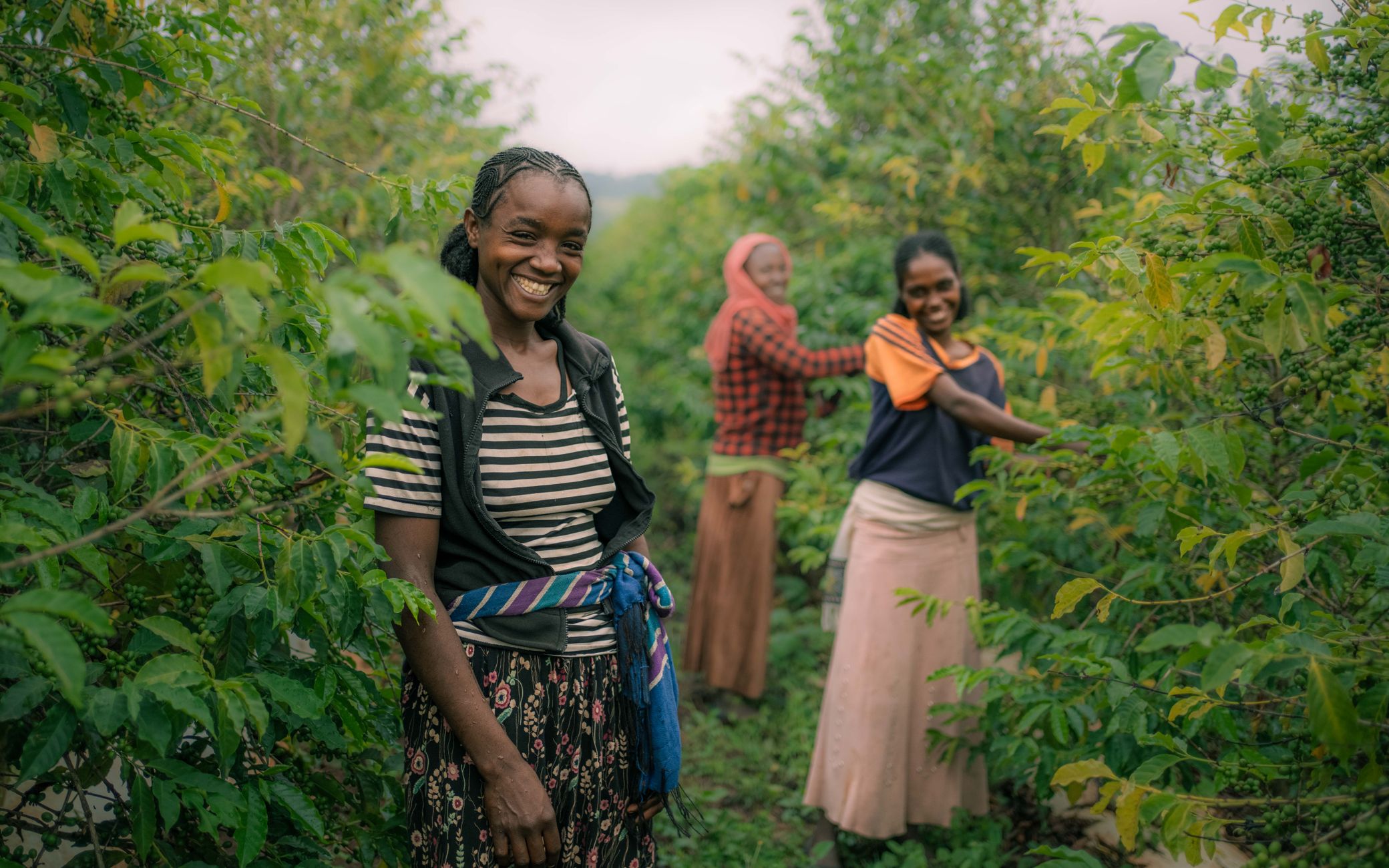 Smiling women picking coffee beans in a lush, verdant plantation.