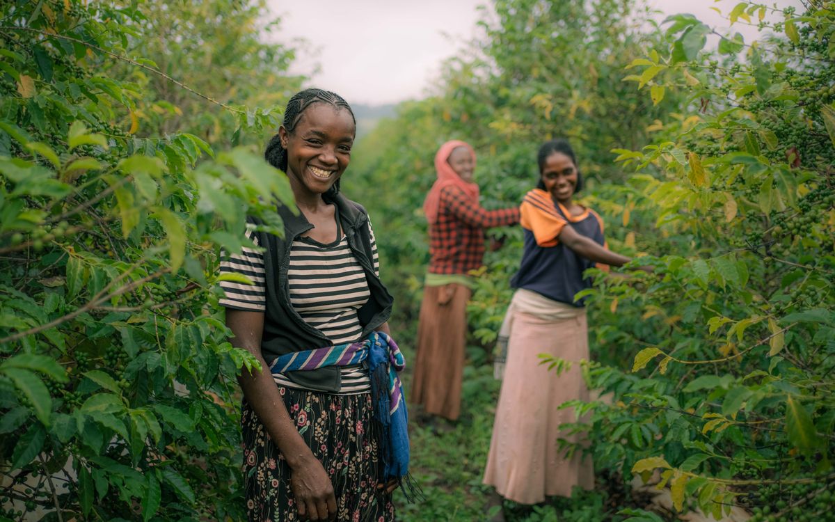 Women harvesting coffee cherries