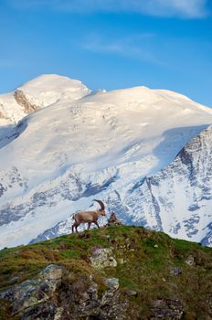 An ibex stands on a grassy slope against the backdrop of snow-capped Alpine mountains.