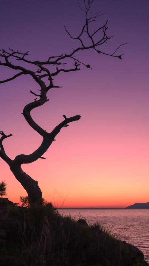Free A serene sunset view with a silhouetted tree by the ocean, perfect for calm and nature themes. Stock Photo