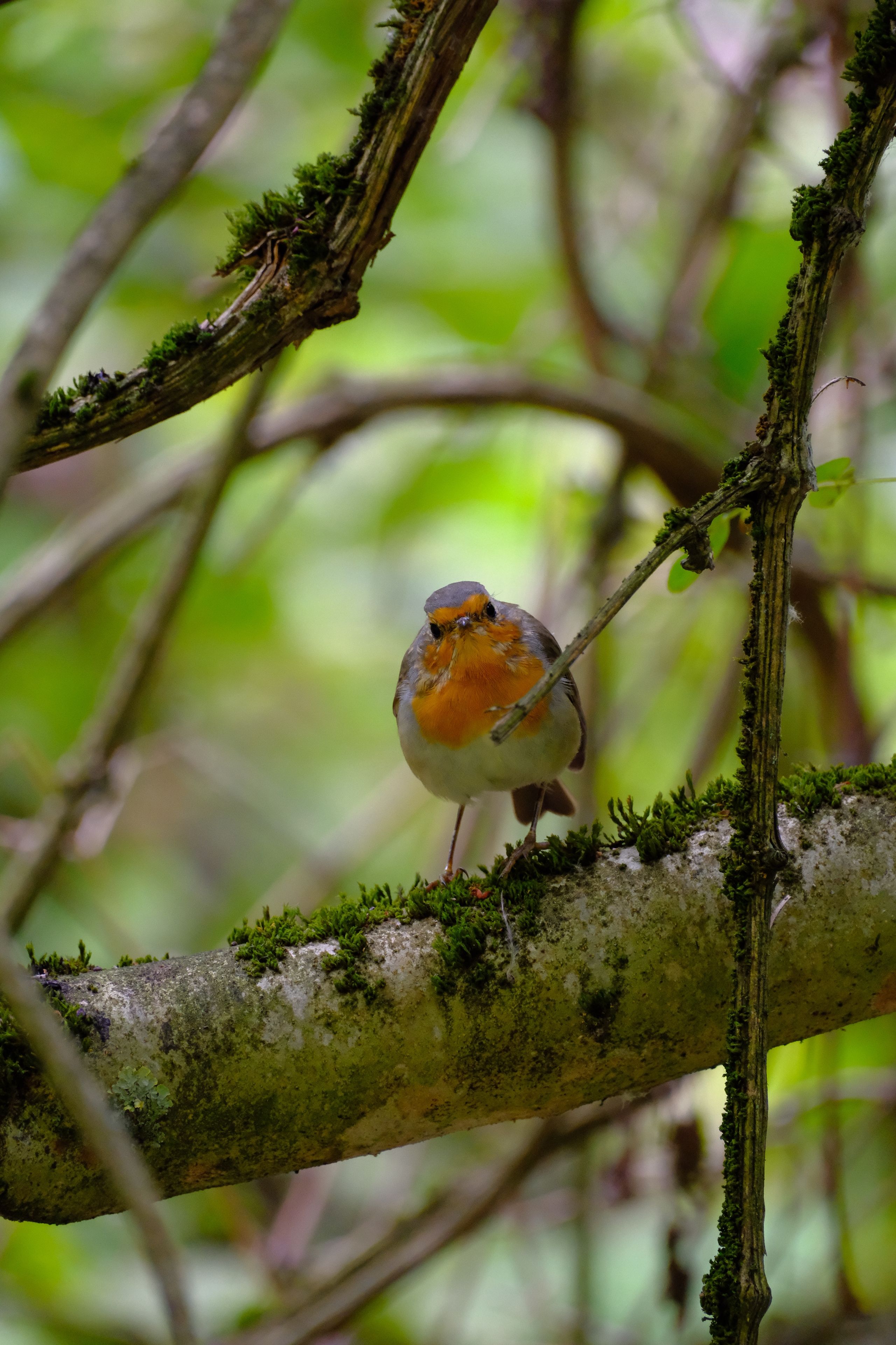 Close-up of a European robin on a moss-covered branch in a lush green forest.