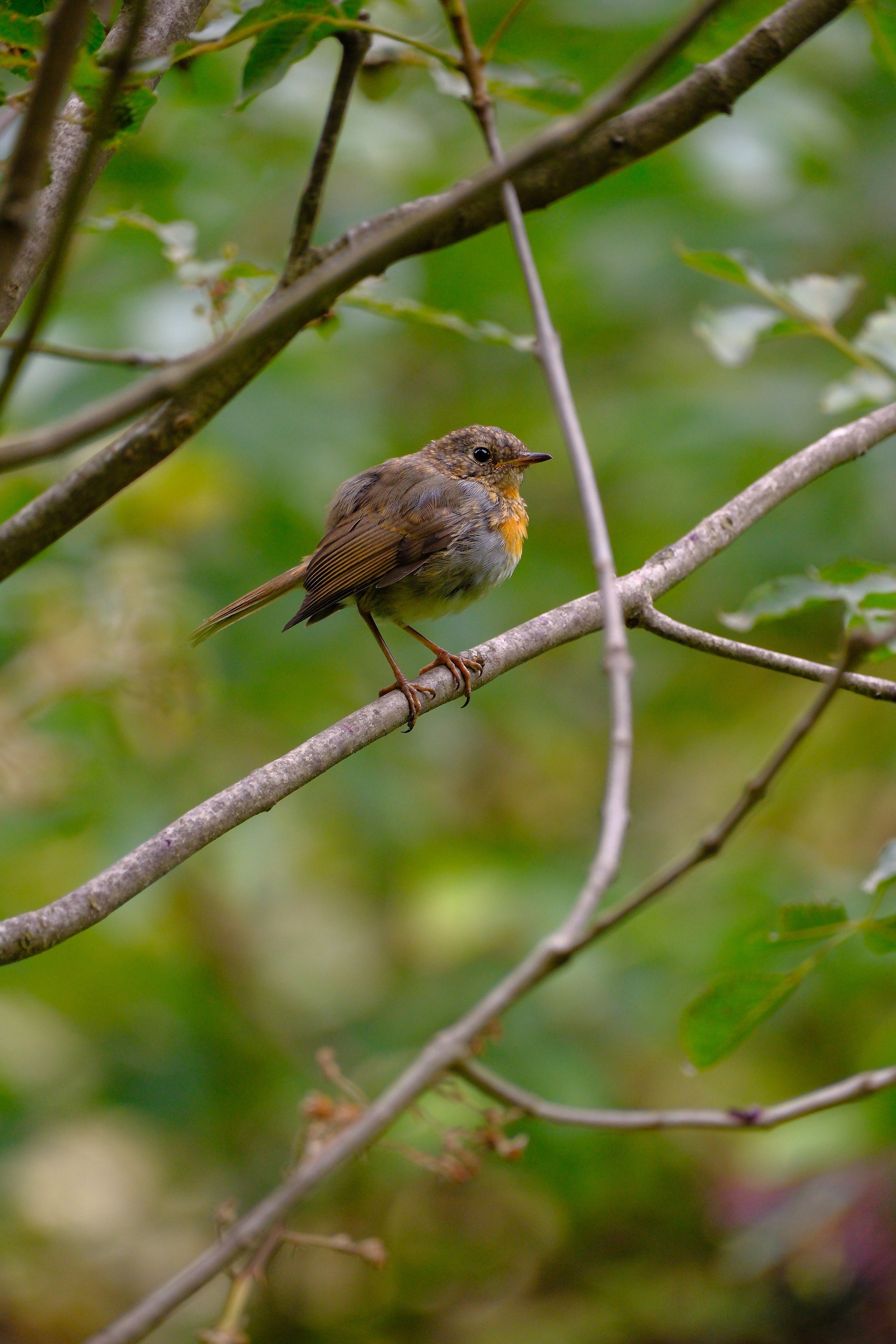 A European robin perched on a branch amidst lush green foliage in a natural setting.