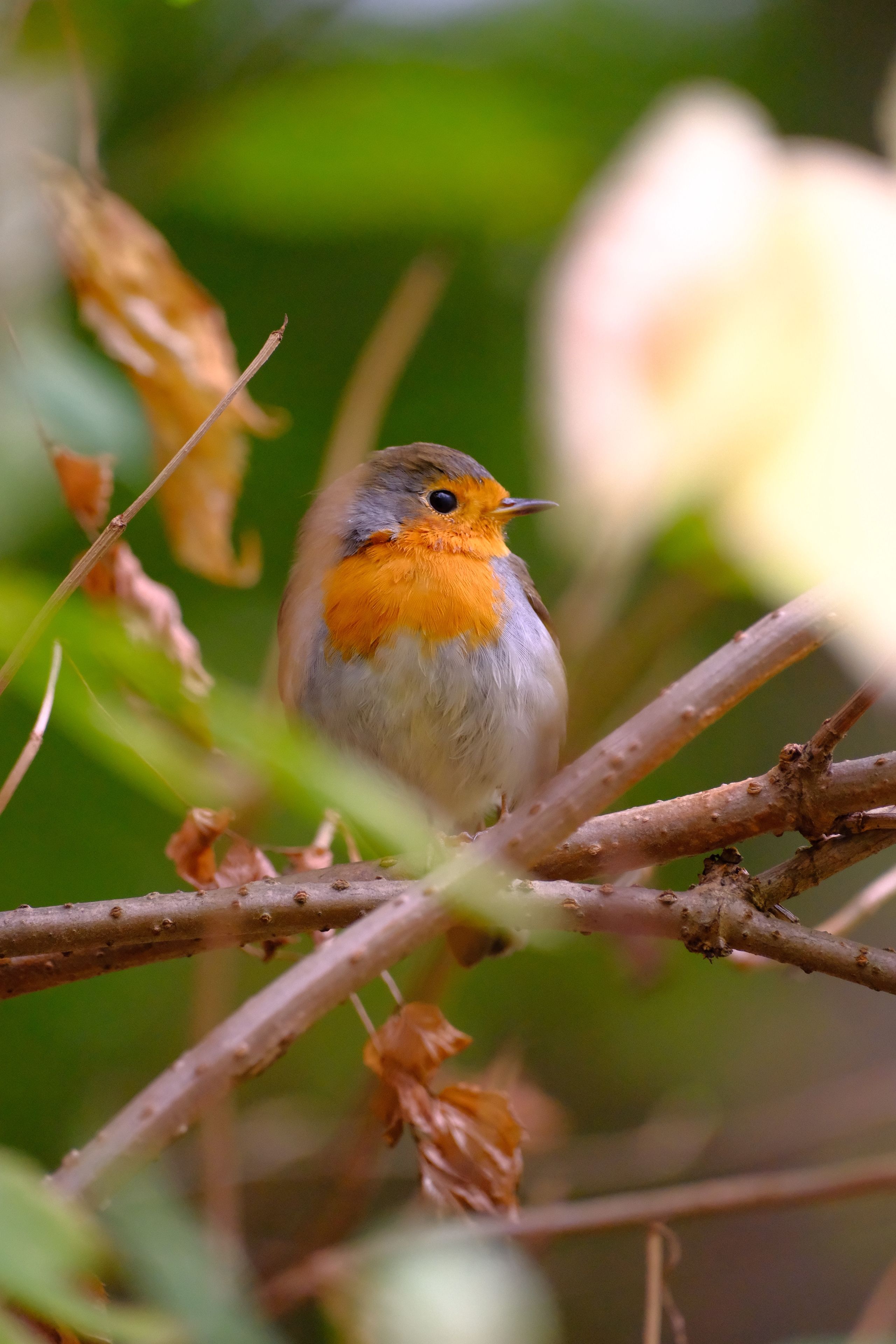Close-up of a European robin (Erithacus rubecula) perched on a tree branch in a lush green setting.