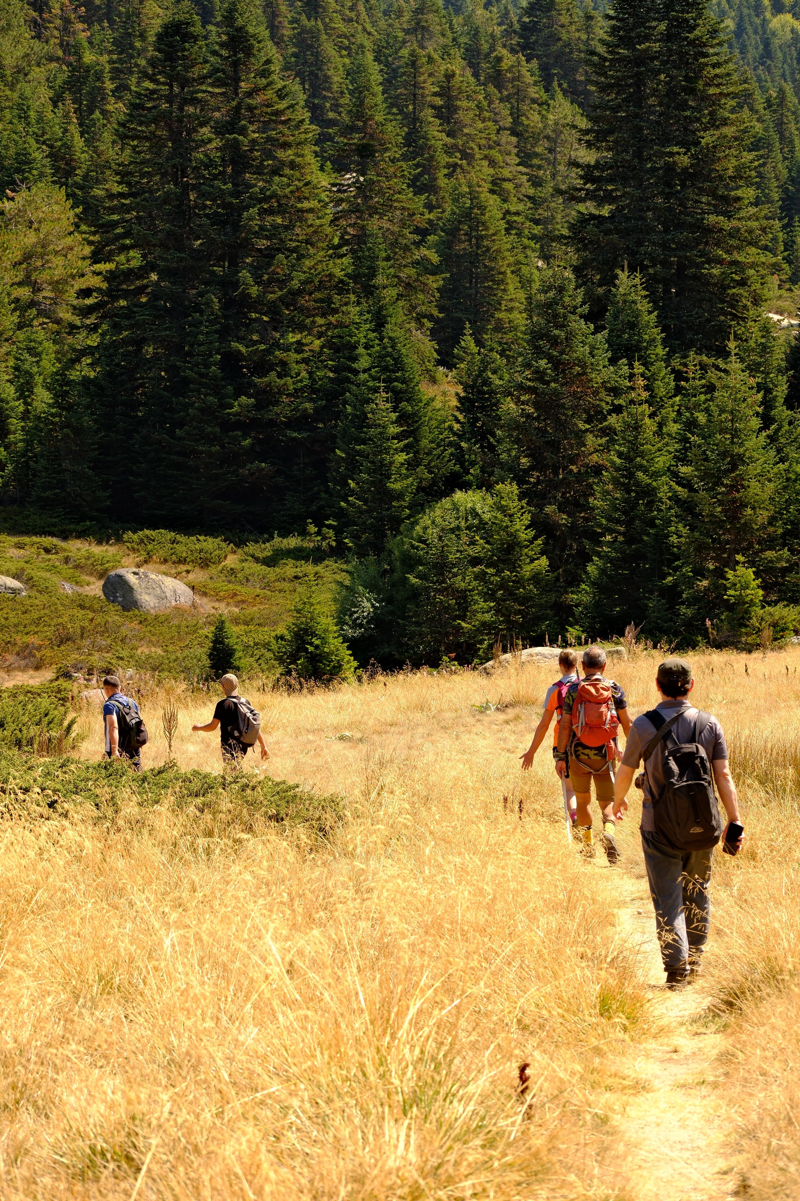 Group Hiking in Lush Forest Trail · Free Stock Photo