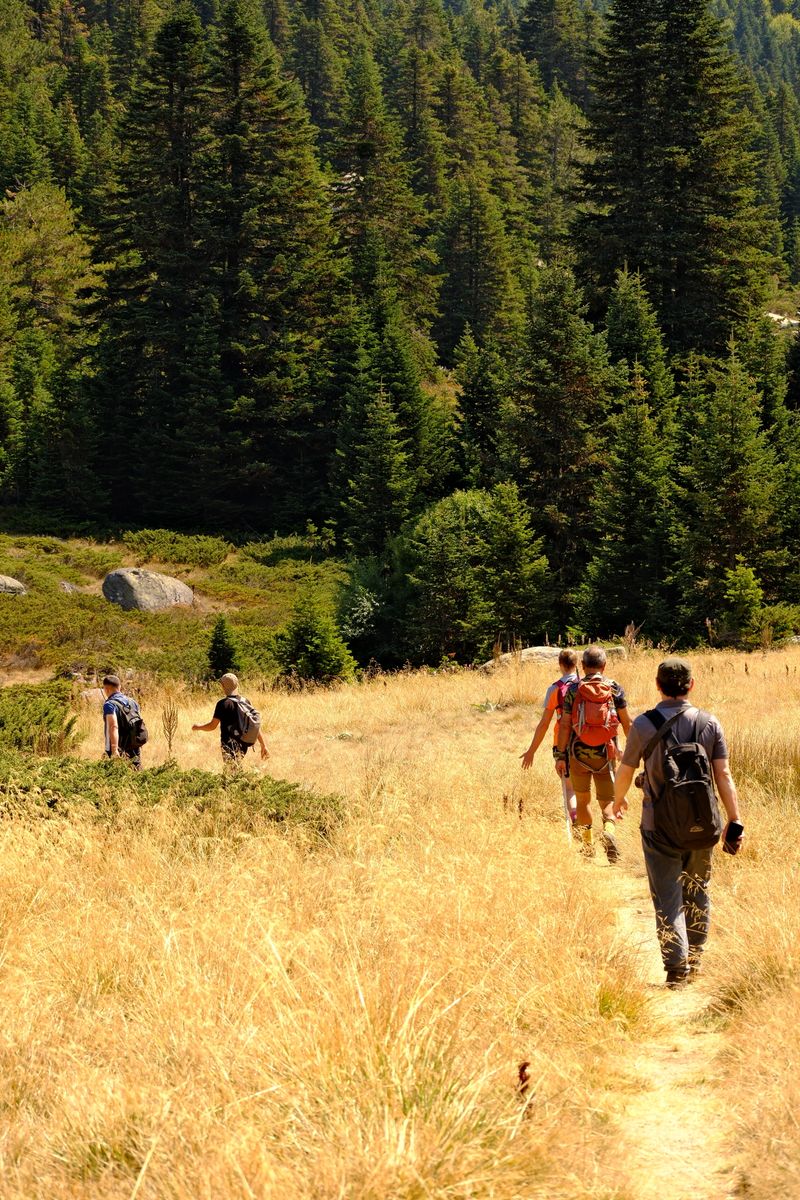 Group Hiking in Lush Forest Trail · Free Stock Photo