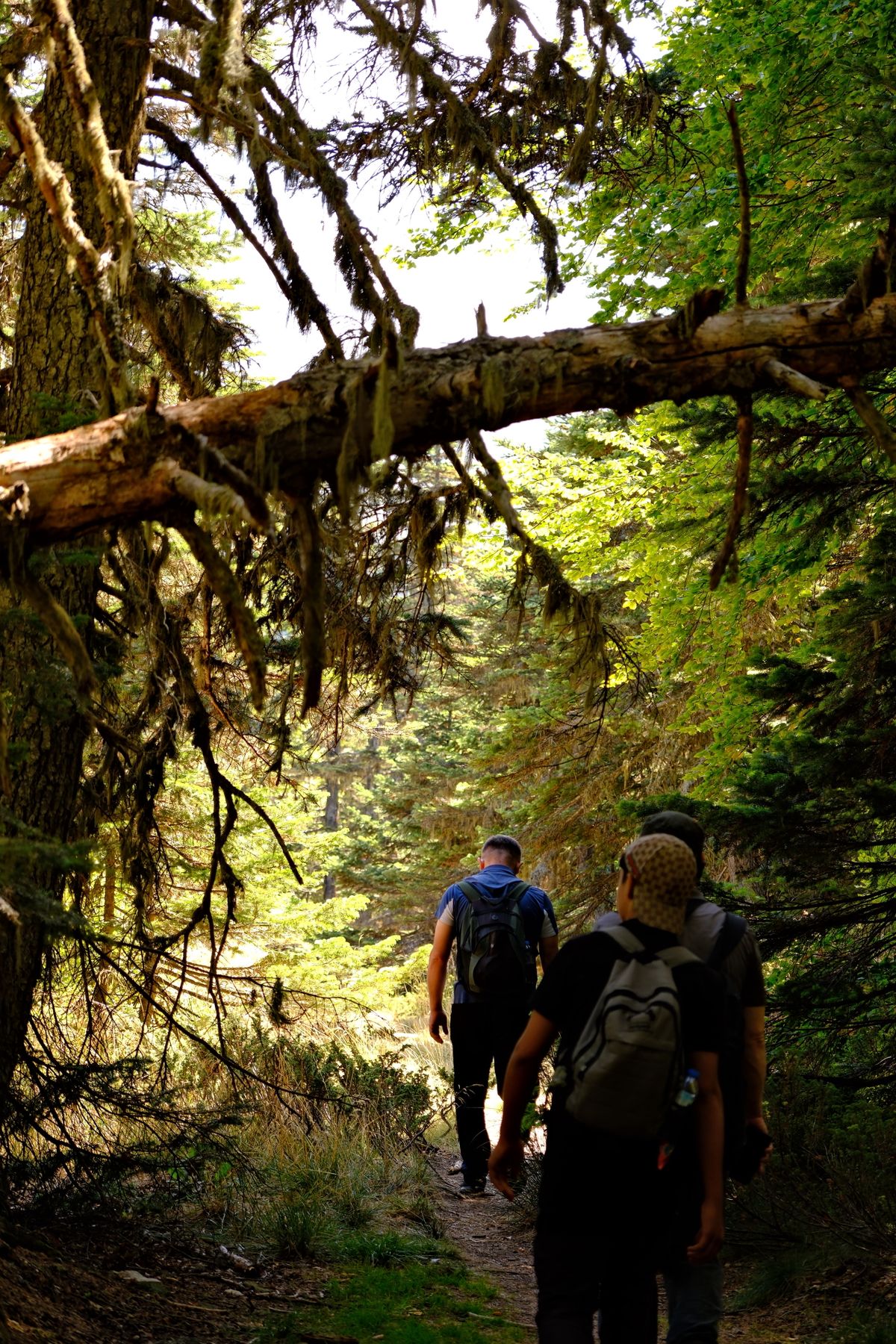 Hikers on a lush green forest trail