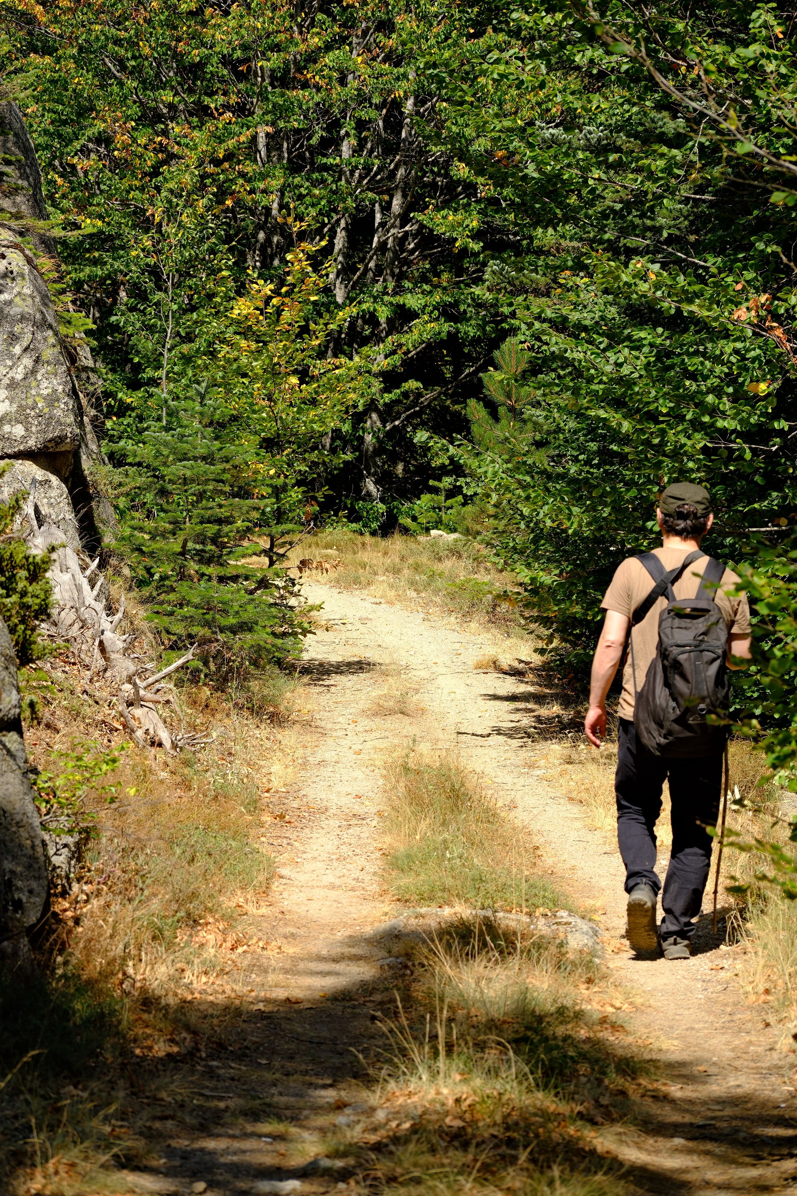 Group Hiking in Lush Forest Trail · Free Stock Photo