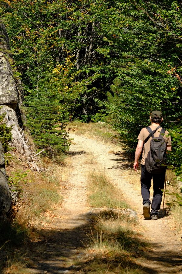 Group Hiking in Lush Forest Trail · Free Stock Photo