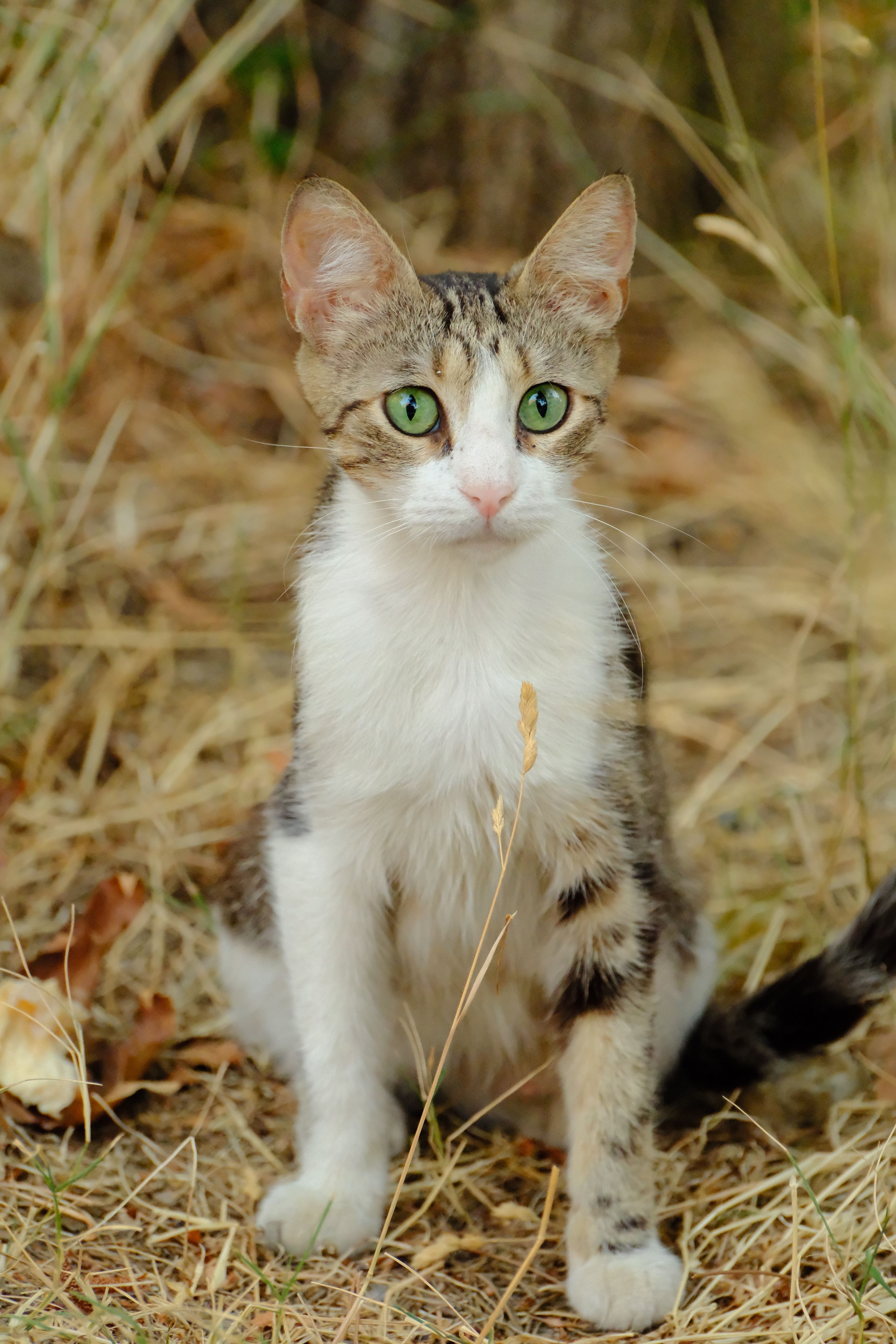 Close-up of a Cat in Natural Setting Outdoors · Free Stock Photo