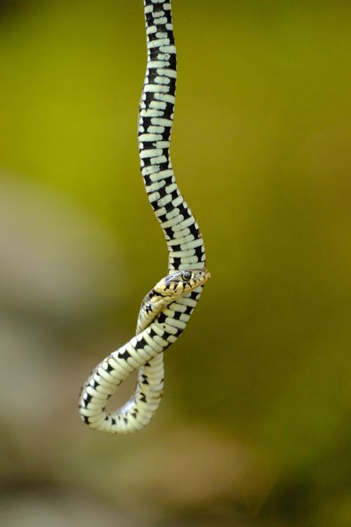 Free A black and white patterned snake gracefully coiled on a green blurred background. Stock Photo
