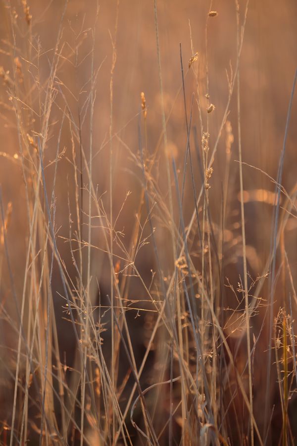 Dry grass in warm autumn light — photo by Michelle Hart on Pexels