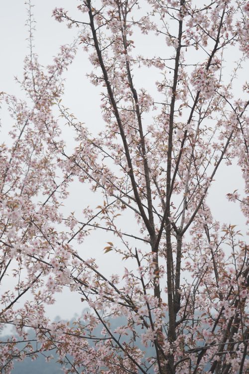 Free Cherry blossom branches bursting with delicate pink flowers against a soft sky backdrop. Stock Photo