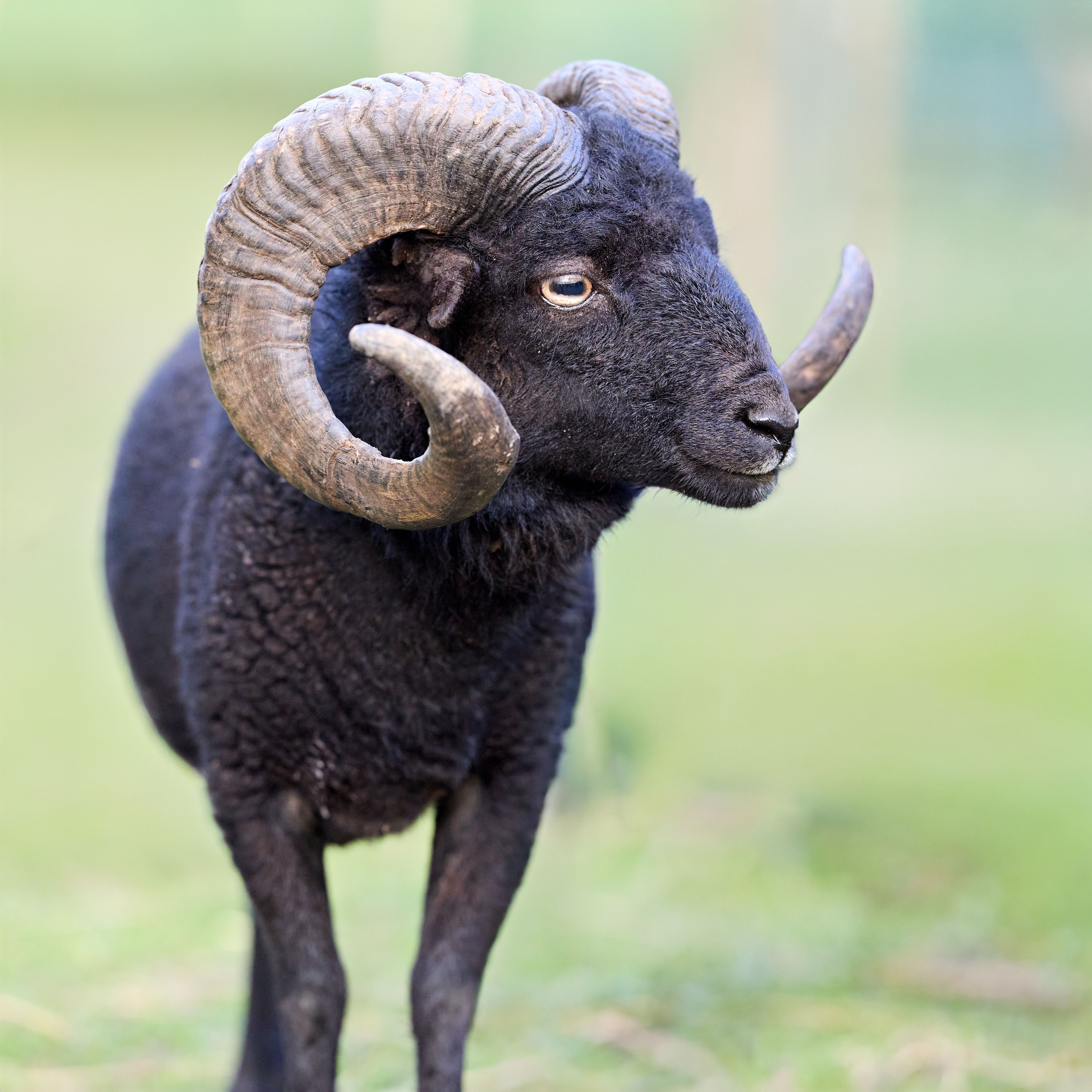 Close-up portrait of a majestic black Ouessant ram with curved horns, standing in a serene green outdoor setting.