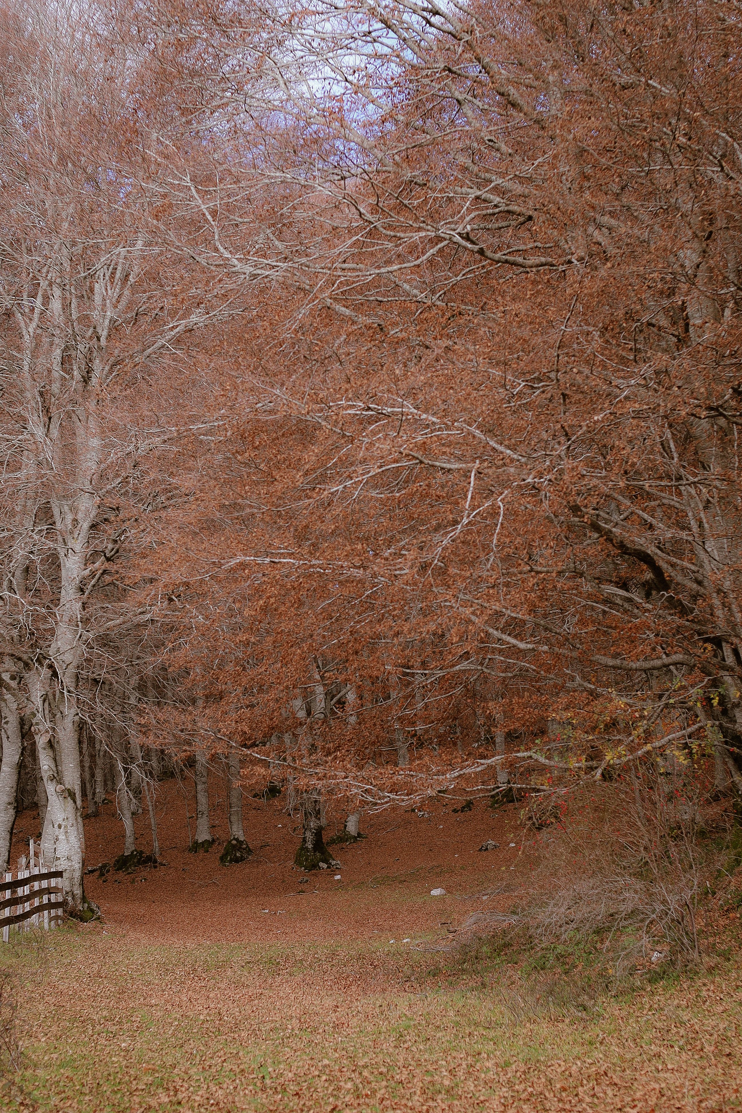 Serene Autumn Forest Pathway in Late Fall · Free Stock Photo