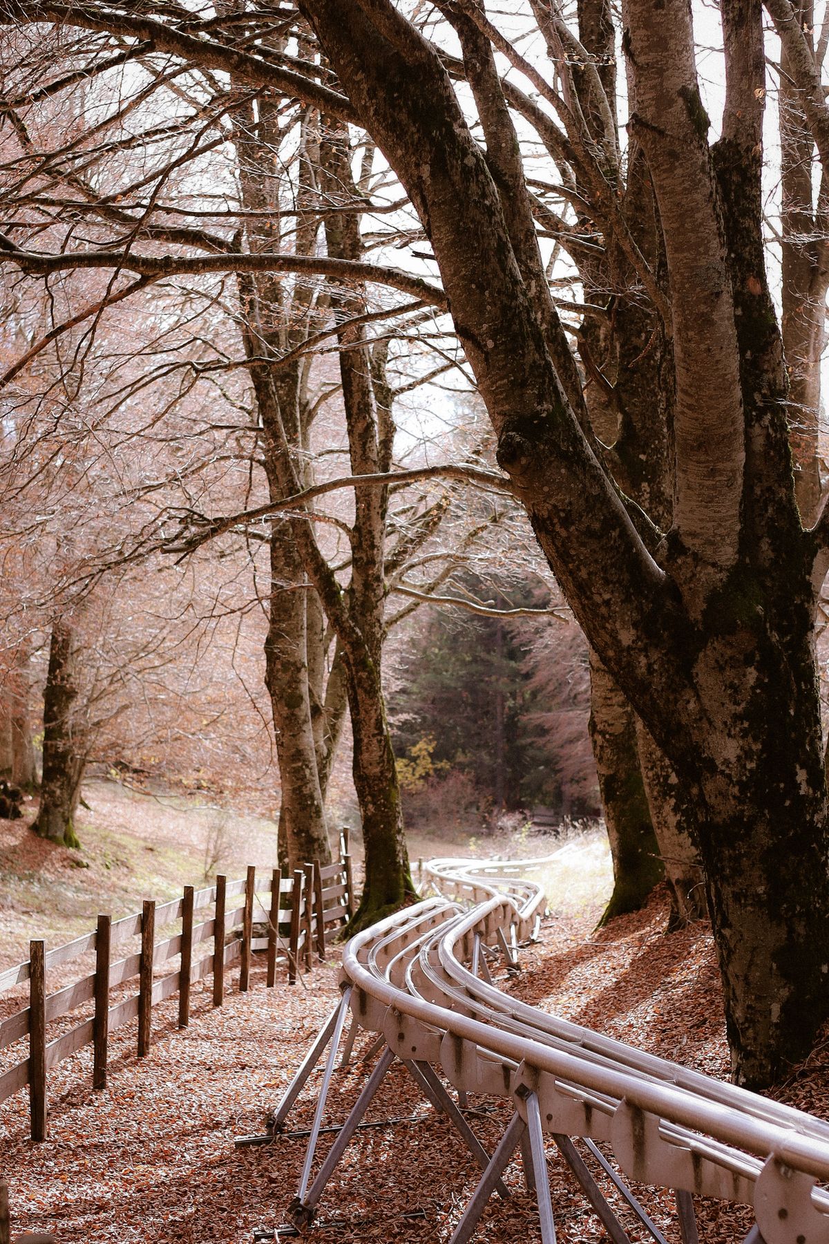 Mountain coaster track winding through forest